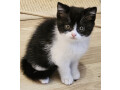 aussergewohnliche-bkh-kitten-suchen-ein-zuhause-small-0